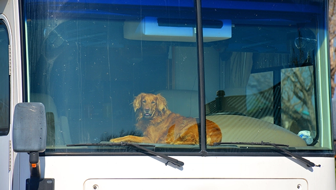A picture of a dog sitting inside of an RV.