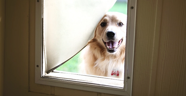 A picture of a smiling dog coming into a house through a pet door.