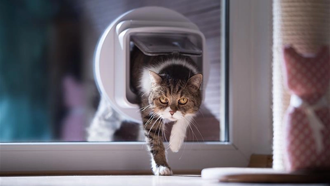 A cat emerging from a pet door in a glass door, walking indoors.