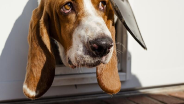 Dog with head through door door.