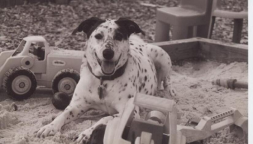 A black and white photo of a dog playfully lying in the sand, with its fur blending into the sandy texture.