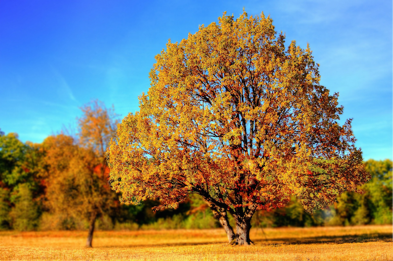 Tree with Golden leaves