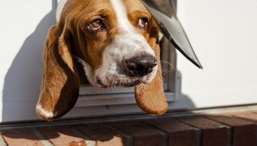Basset hound poking its head out of a pet door.
